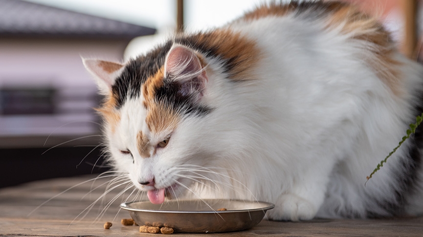 高溫來襲！5大貓狗夏季常見疾病-預防與體檢指南-守護毛孩健康不中暑